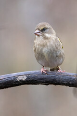 European Greenfinch
