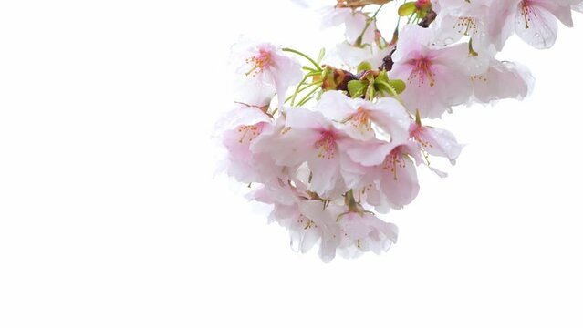 Spring, slow motion of cherry blossoms swaying in the rain, sad landscape