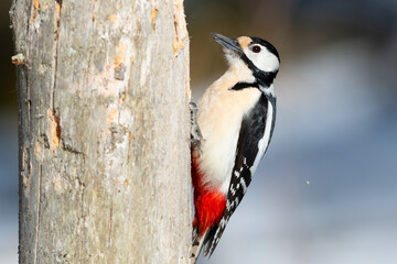 Female woodpecker