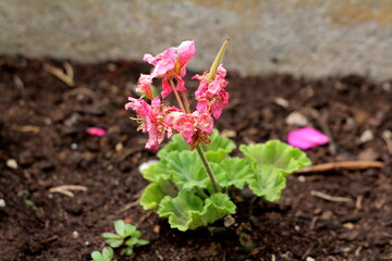 Older Pelargonium perennial flowering plant with partially shriveled pink flowers growing in umbel-like cluster and light green leaves in local urban home garden surrounded with dark wet soil on warm 