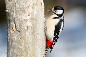 Lady woodpecker