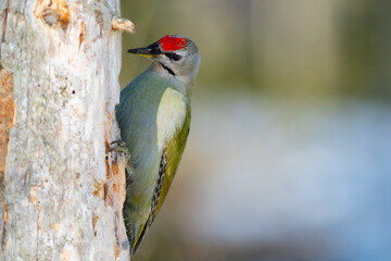 Male grey-headed woodpecker