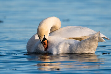 Obraz premium Mute swan