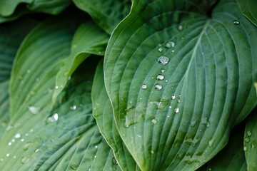 Green background of Hosta leaves. Natural background