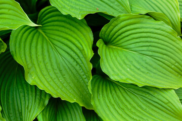Green background of Hosta leaves. Natural background