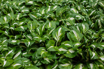 Green background of leaves. Natural background. Hosta leaves close up.