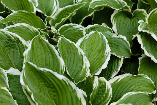 Hosta undulata Albomarginata is a perennial plant of the lily family. It is distinguished by decorative leaves and unpretentiousness. Green background of leaves. Natural background.