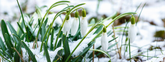  A group of Snowdrops (galanthus) in early spring. Blooming flowers snowdrop in spring in the snow. Natural spring background