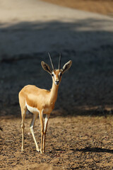 The goitered or black-tailed gazelle (Gazella subgutturosa) in the Arabian desert.