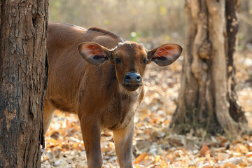 The gaur (Bos gaurus), also known as the Indian bison, portrait of a small calf.