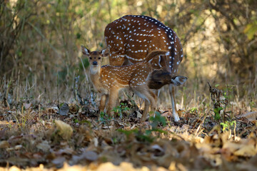 The chital or cheetal (Axis axis), also known as the spotted deer, chital or axis deer. A young female with a cub checks its condition.