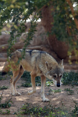 Naklejka na ściany i meble The Arabian wolf (Canis lupus arabs) in dry desert vegetation.