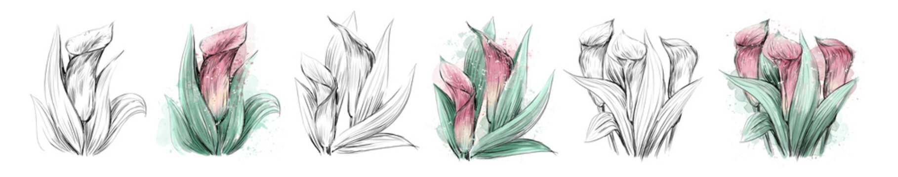 A set of watercolor illustrations of Lily Calla on a white background. Lily flowers for design, packaging, textiles. Flower set for text, postcards.