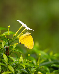 close up view of a common grass yellow butterfly resting on white flowers in the garden © MalcStock