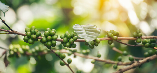 Banner Green coffee bean berry plant with sunlight. Panorama Fresh raw seed coffee tree growth in eco organic farm morning time. Close up Green seed berries arabica coffee garden with copy space