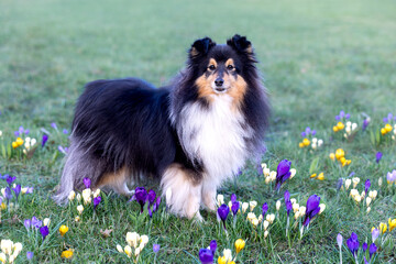 Stunning nice fluffy black sable white shetland sheepdog, sheltie portrait in the blooming crocus flower field. Small, little collie, lassie dog smiling in the field of violet, purple, yellow crocuses