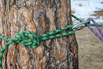 Two ropes, purple and green, tied around a tree with a steel carabiner. Mountaineering, sports...