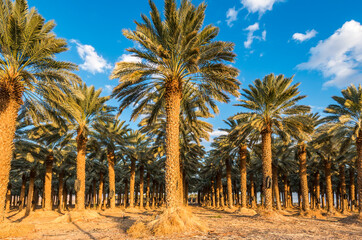 Plantation of date palms intended for healthy and GMO free food production. Dates agriculture is rapidly developing sustainable industry in desert and arid areas of the Middle East - 585790933