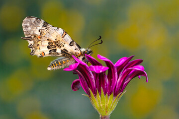 Macro shots, Beautiful nature scene. Closeup beautiful butterfly sitting on the flower in a summer garden.