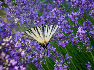 Butterfly on purple flowers