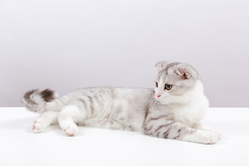 Portrait of small cute cat on the white background. Scottish fold tabby kitten with funny yellow eyes. Copy space