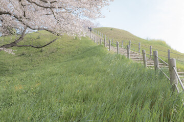 Fototapeta na wymiar 墳丘と満開の桜　さきたま古墳公園　埼玉県行田市　3月