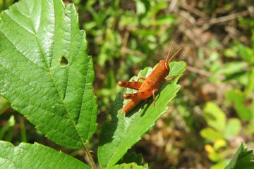 Beautiful orange tropical grasshopper on green leaf in Florida nature