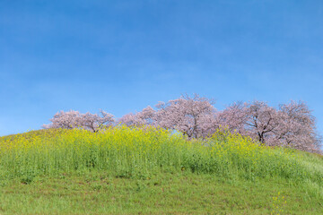 墳丘に咲く満開の桜と菜の花　さきたま古墳公園　埼玉県行田市　3月