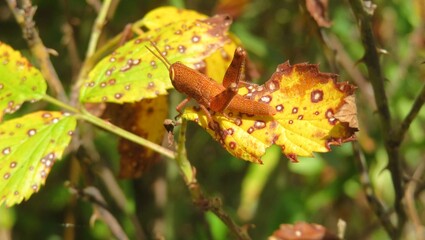 Beautiful orange tropical grasshopper on yellow leafs in Florida nature