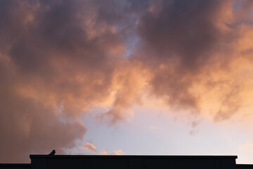 A little bird is sitting on the roof