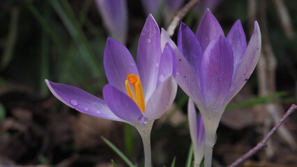 Krokus Blumen im Frühling