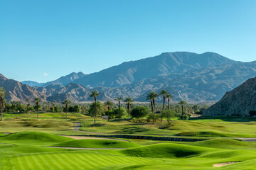 Green lawn and palm trees on a golf course in Palm Springs, California - Powered by Adobe