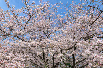 満開の桜のさきたま古墳公園　3月　埼玉県行田市