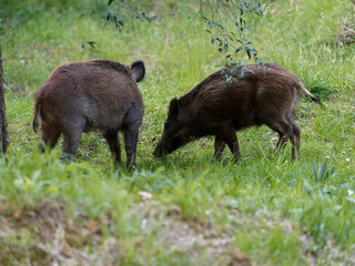 Wild boars feeding on green grain field in summer. Wild pig hiding in agricultural country copy space. Vertebrate grazing in summertime with blurred background.