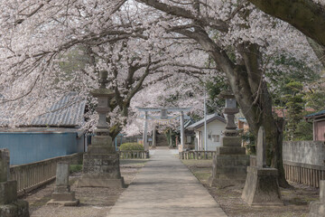 神社の境内に咲く桜　3月　埼玉県行田市前玉神社