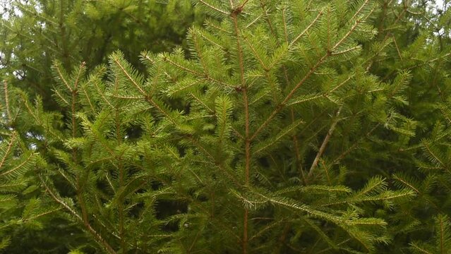 un bel abete roso in montagna, i rami e gli aghi di un bel colore verde vivo di questo abete