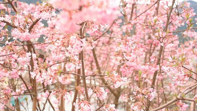 un bel cespuglio con fiori rosa in primavera, labellezza dei fiori rosa.