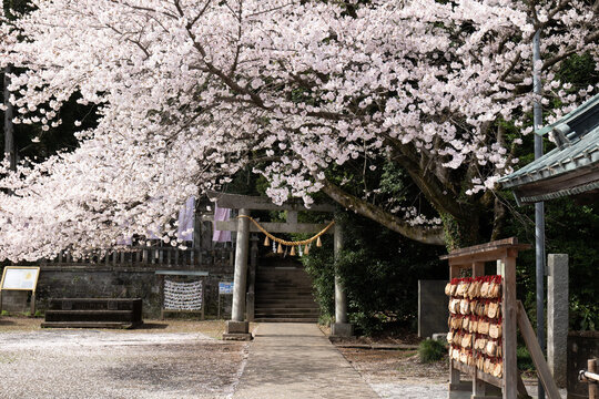 神社の境内に咲く桜　3月　埼玉県行田市前玉神社