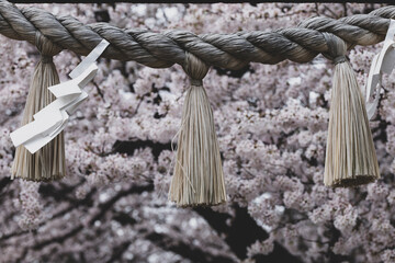 神社の境内に咲く桜　3月　埼玉県行田市前玉神社