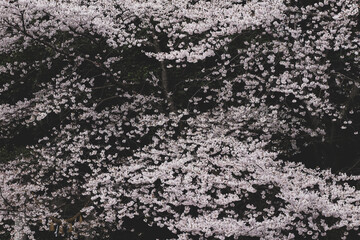 神社の境内に咲く桜　3月　埼玉県行田市前玉神社