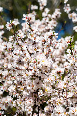 An almond tree with open white and pink blossoms in a park surrounded by green grass and trees.