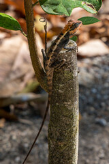 Echse mit Rotem Kopf