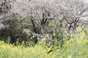満開の桜と菜の花　3月