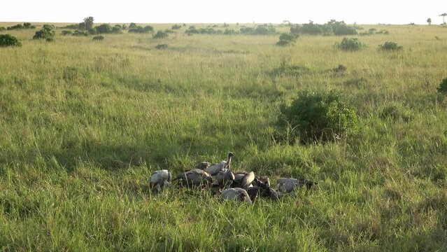 Numerous vultures fight over a carcass in the wilds of Africa.