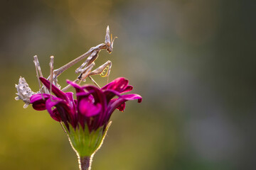 Close up of pair of Beautiful European mantis ( Mantis religiosa )