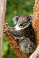 Wake up koala standing on branch in a tree