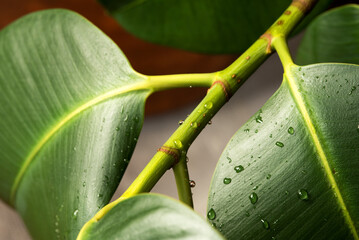 belle foglie verdi di una pianta con gocce d'acqua