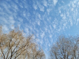 구름, 하늘과 나무의 조화