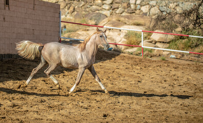 Arabian horse