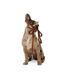 Adorable French bulldog holding leash in mouth on white background